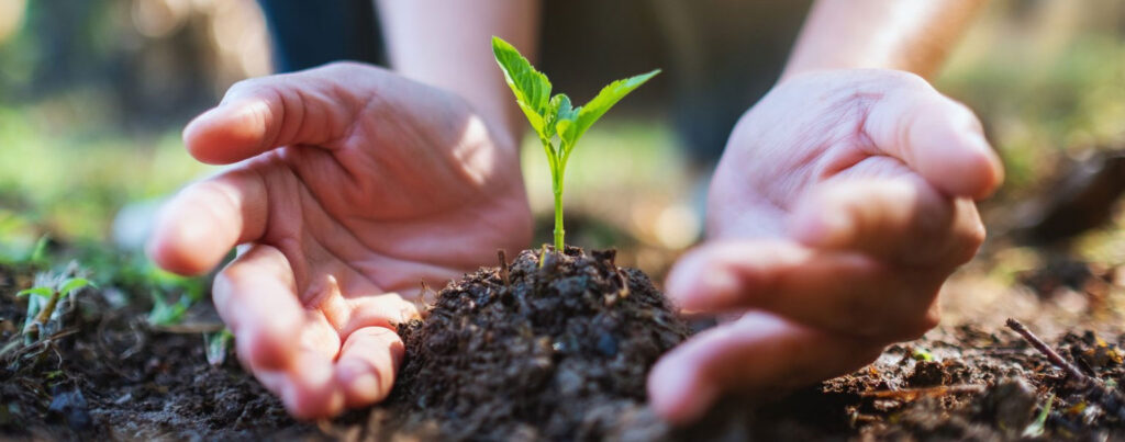 Impact of Organic Composting on Soil Health and Ecosystem Diversity