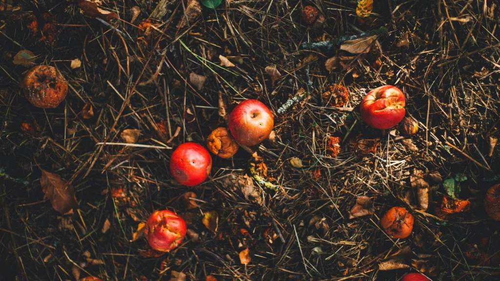 Composting and Its Role in Sustainable Agriculture
